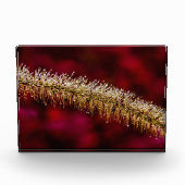 Morning Dew Fotoblokken (Voorkant)