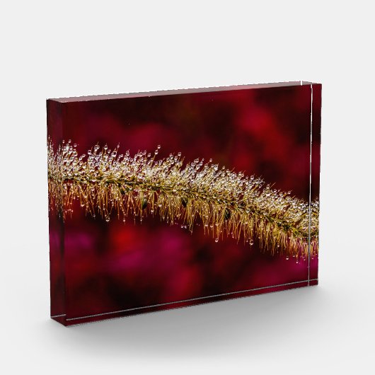 Morning Dew Fotoblokken (Links)