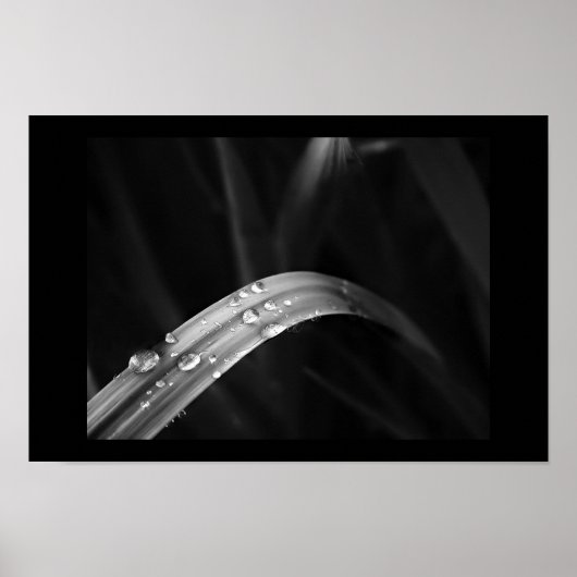 Morning Dew Poster (Voorkant)