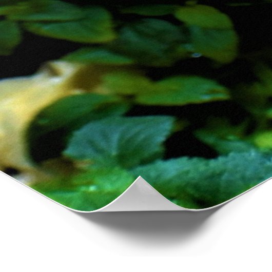 Morning Dew, Poster (Hoek)