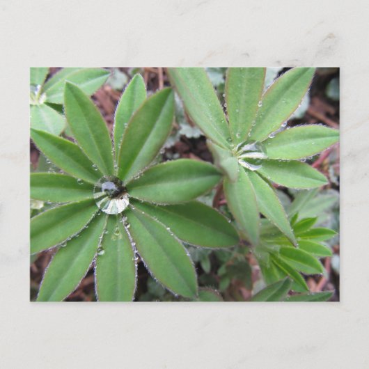 Morning Dew-reeks Briefkaart (Voorkant)