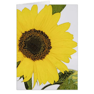 Morning Dew Sunflower