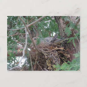 Morning Dove Nesting Briefkaart
