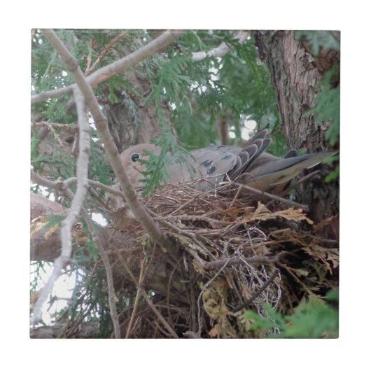 Morning Dove Nesting Tegeltje (Voorkant)