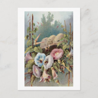 Morning Glories Briefkaart