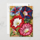 Morning Glories Briefkaart (Voorkant / Achterkant)