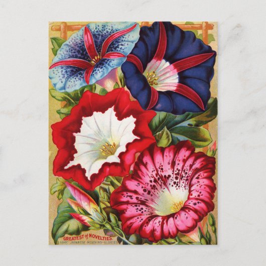 Morning Glories Briefkaart (Voorkant)