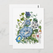 Morning Glories Briefkaart (Voorkant / Achterkant)