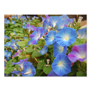 Morning Glories Foto Afdruk