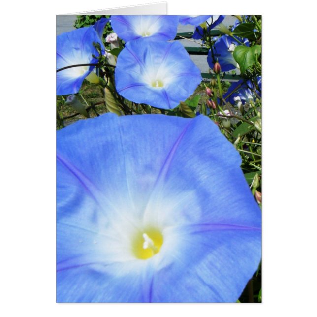 "Morning Glories II" (Devant)
