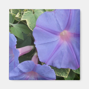 Morning Glories Magnet Magneet