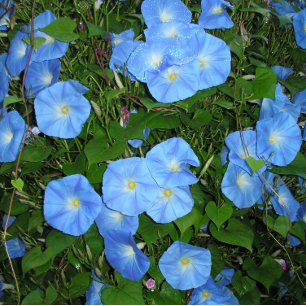 Morning Glories Pen