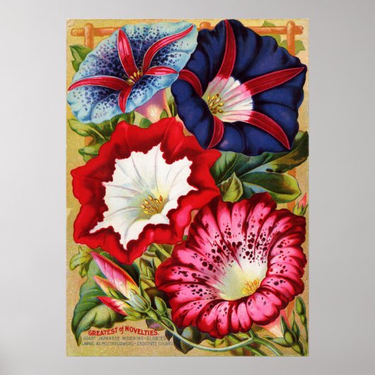 Morning Glories Print (Voorkant)