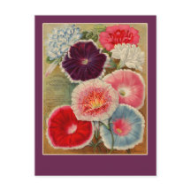 Morning Glories Seed Packet Art-kaarten