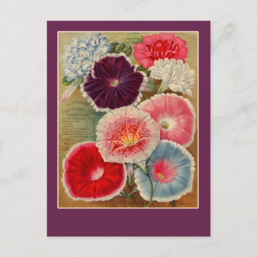 Morning Glories Seed Packet Art-kaarten Briefkaart (Voorkant)