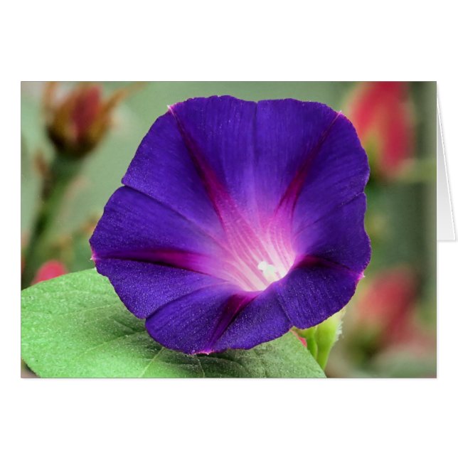 Morning Glory (Voorkant Horizontaal)