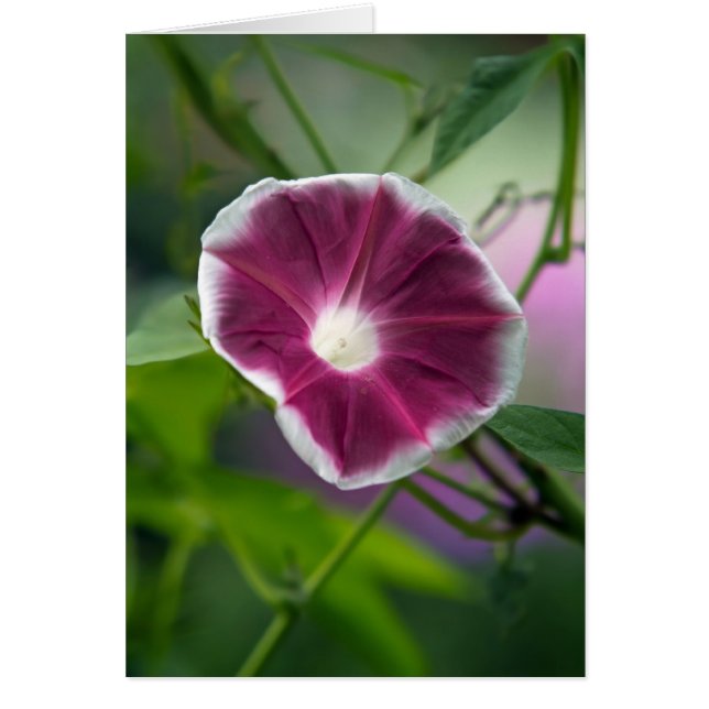 Morning Glory (Voorkant)