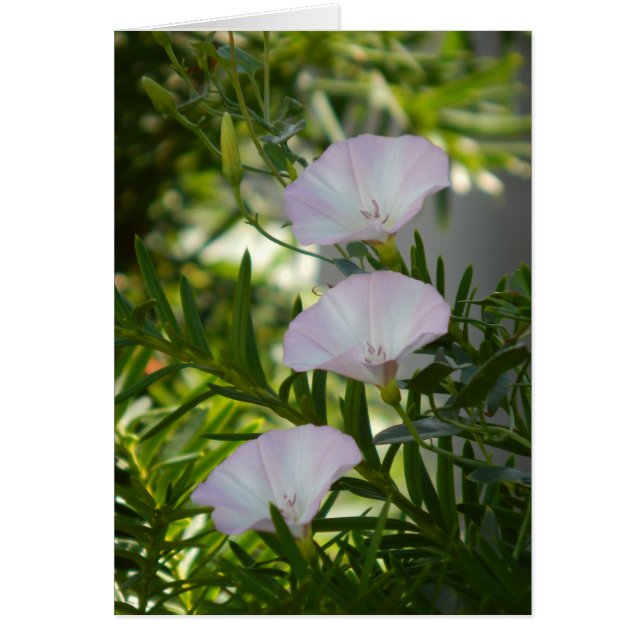 morning glory (Voorkant)