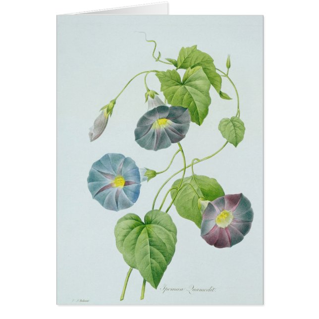 morning glory (Voorkant)