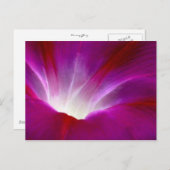 Morning Glory (2) Briefkaart (Voorkant / Achterkant)