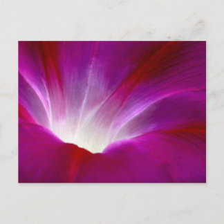 Morning Glory (2) Briefkaart