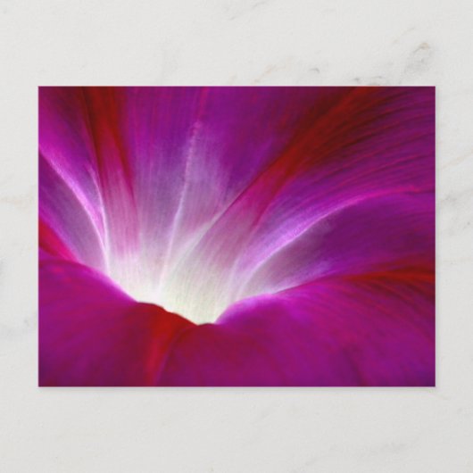 Morning Glory (2) Briefkaart (Voorkant)