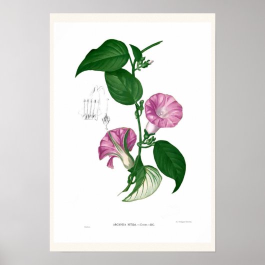 Morning glory (Argyreia sp.) Poster (Voorkant)