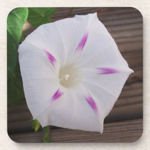 Morning Glory Bier Onderzetter