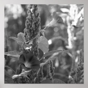 Morning Glory Bloem en onkruid zwart en wit Poster