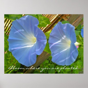 Morning Glory Bloom waar u Poster plant