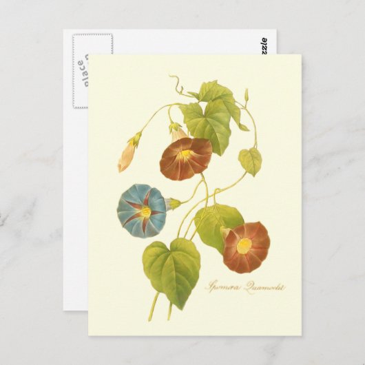 Morning Glory Blue Illustration Briefkaart (Voorkant / Achterkant)