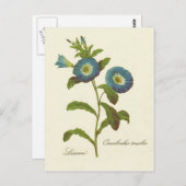 Morning Glory Blue Illustration Briefkaart (Voorkant / Achterkant)