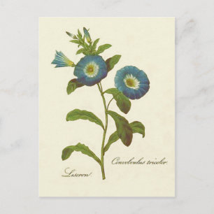 Morning Glory Blue Illustration Briefkaart
