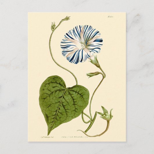 Morning Glory Blue Illustration Briefkaart (Voorkant)