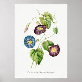 Morning Glory Botanische illustratie Poster