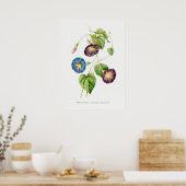 Morning Glory  Botanische illustratie Poster (Keuken)
