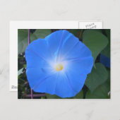 Morning Glory Briefkaart (Voorkant / Achterkant)