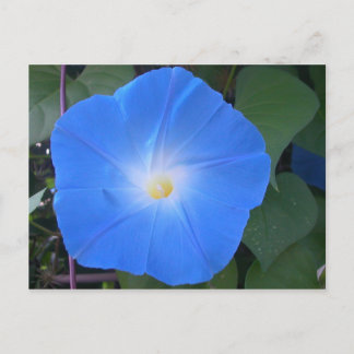 Morning Glory Briefkaart