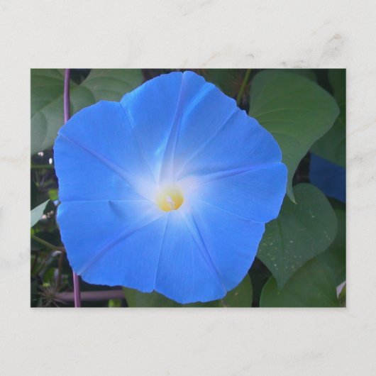 Morning Glory Briefkaart (Voorkant)