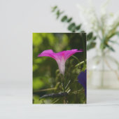 Morning Glory Briefkaart (Staand voorkant)