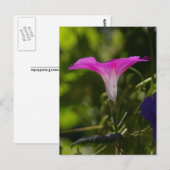 Morning Glory Briefkaart (Voorkant / Achterkant)