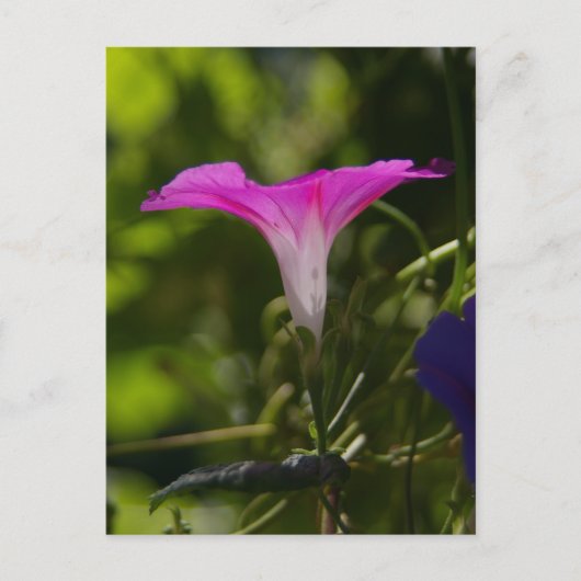 Morning Glory Briefkaart (Voorkant)