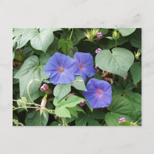 Morning Glory Briefkaart