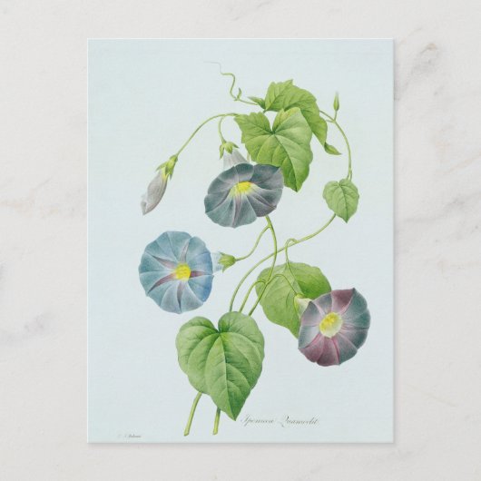 Morning Glory Briefkaart (Voorkant)