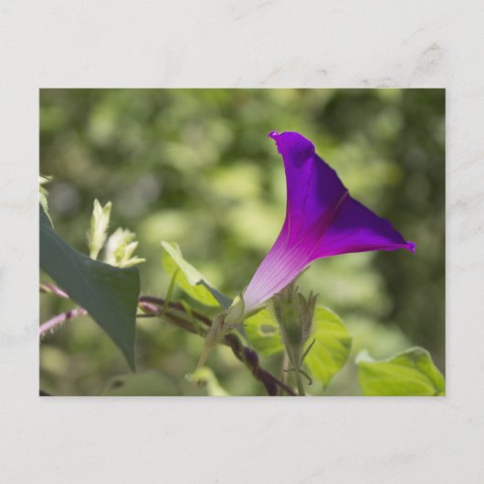 morning glory briefkaart (Voorkant)