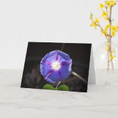 Morning Glory, carte (Fleur jaune)