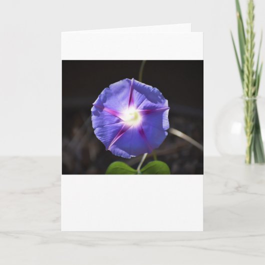 Morning Glory, carte (Devant)