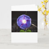 Morning Glory, carte (Fleur jaune)
