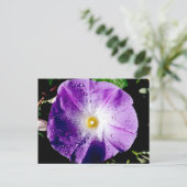 Morning Glory - carte postale (Debout devant)