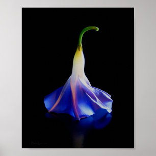 Morning Glory Flower 2 Poster